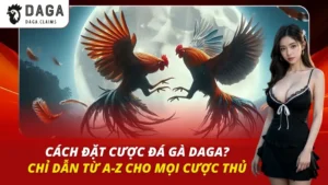 Cách Đặt Cược Đá Gà Daga – Chỉ Dẫn Từ A-Z Cho Mọi Cược Thủ