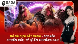 Đá Gà Cựa Sắt Daga – Soi Kèo Chuẩn Xác, Tỷ Lệ Ăn Thưởng Cao