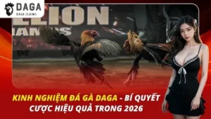 Kinh Nghiệm Đá Gà DAGA – Bí Quyết Cược Hiệu Quả Trong 2026